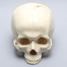 Skull with Craniotomy without Mandible