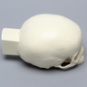 Skull, Pediatric, With Vise Attachment