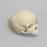 Skull, Pediatric, With Vise Attachment