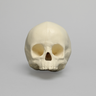 Skull, Pediatric, With Vise Attachment
