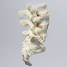 Spine, Lumbar with Bilateral Ligaments, L3-Sacrum, Solid Foam
