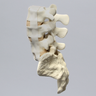 Spine, Lumbar with Bilateral Ligaments, L3-Sacrum, Solid Foam