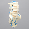 Spine, Lumbar with Nerve Roots, L3-Sacrum, Foam Cortical