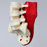 Spine, Lumbar with Muscles, L3-Sacrum, Foam Cortical