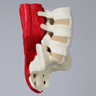 Spine, Lumbar with Muscles, L3-Sacrum, Foam Cortical