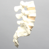 Spine, Lumbar Vertebrae, Posterior Ligament, L3-Sacrum, Solid Foam
