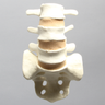Spine, Lumbar Vertebrae, Posterior Ligament, L3-Sacrum, Solid Foam