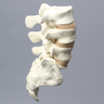 Spine, Lumbar Vertebrae, Anterior and Posterior Ligaments, L3-Sacrum, Solid Foam