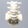 Spine, Lumbar Vertebrae, Anterior and Posterior Ligaments, L3-Sacrum, Solid Foam