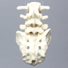 Spine, Lumbar Vertebrae, Anterior and Posterior Ligaments, L3-Sacrum, Solid Foam
