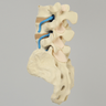 Spine, Lumbar Vertebrae with Nerve Roots and Ligamenta Flava, L3-Sacrum, Solid Foam