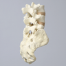 Spine, Lumbar Vertebrae, L3-Sacrum, Foam Cortical