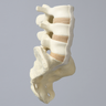 Spine, Lumbar Vertebrae, L3-Sacrum, Foam Cortical