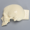 Partial Skull with Brain for Craniotomies