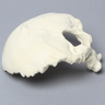 Occipital, Solid Foam