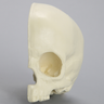 Skull, Left Partial Pediatric, with Vise Attachment