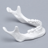 Mandible with Teeth, Solid White Plastic