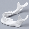 Mandible with Teeth, Solid White Plastic