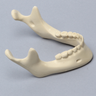 Mandible with Teeth, Foam Cortical Shell