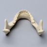 Mandible with Teeth, Foam Cortical Shell