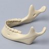 Mandible with Teeth, Foam Cortical Shell