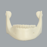 Mandible with Teeth, Solid Foam