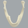 Mandible with Teeth, Solid Foam