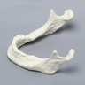 Mandible with Teeth Indentations