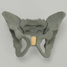 Pelvis with Radiopaque Properties, Pediatric Full