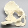 Pelvis with Reinforcement, Pediatric Full, Solid Foam