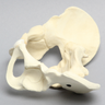 Pelvis with Reinforcement, Pediatric Full, Solid Foam