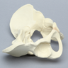 Pelvis, Pediatric Full, Solid Foam