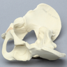 Pelvis, Pediatric Full, Solid Foam