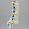 Spine, Lumbar, Herniated Disc, Solid Foam