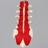 Spine, Lumbar, Nerves, Muscles, and Cartilage, Solid Foam