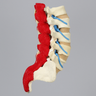 Spine, Lumbar, Nerves, Muscles, and Cartilage, Solid Foam