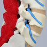 Spine, Lumbar, Nerves, Muscles, and Cartilage, Solid Foam