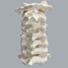 Spine, Cervical with Posterior Ligament, Solid Foam