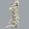 Spine, Cervical with Posterior Ligament, Solid Foam