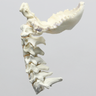 Spine, Cervical with Occipital, Posterior Ligament, and Tan Discs, Solid Foam