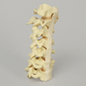 Spine, Cervical without Posterior Ligament, Solid Foam