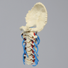 Spine, Cervical with Dura, Nerve Roots, and Artery, Solid Foam