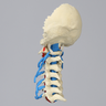Spine, Cervical with Dura, Nerve Roots, and Artery, Solid Foam