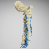 Spine, Occipital-T3, Nerve Roots, Solid Foam