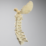 Spine, Occipital-T3, Posterior Ligament and White Discs, Solid Foam