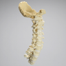 Spine, Occipital-T3, Posterior Ligament and White Discs, Solid Foam