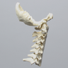 Spine, Cervical with Occipital, Ligaments, and White Discs, Solid Foam