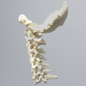 Spine, Cervical with Occipital, Ligaments, and White Discs, Solid Foam