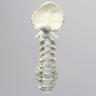 Spine, Occipital-T3, Ligaments and White Discs, Solid Foam