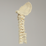 Spine, Occipital-T3, Ligaments and Tan Discs, Solid Foam